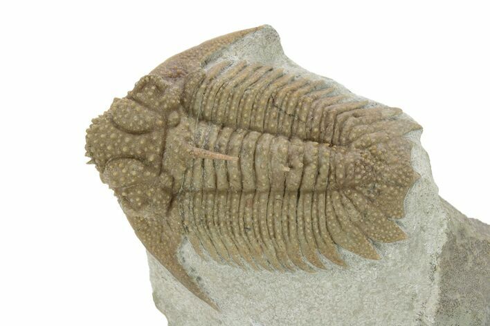 Top Quality Lichid (Hoplolichoides Plautini) Trilobite - Russia #228081